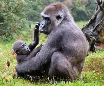 Wildlife Safari zu den Berg Gorillas in Uganda